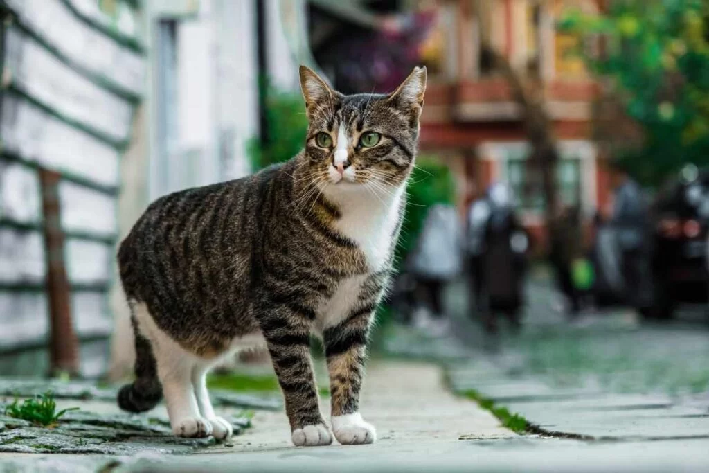 Porque los gatos se van de casa. MVZ. SILVIA MENDOZA MONSIVÁIS